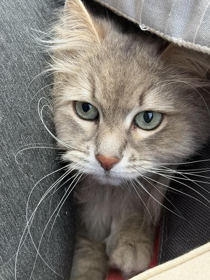 Closeup of a grey Siberian cat lying beneath a grey cusion (from a deck chair) lying down from the back rest of a grey couch. Only his head and front paws are visible. He is looking intently into the camera, long white whiskers flowing (and getting bent by the couch back rest)