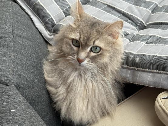 Closeup of a grey Siberian cat popping his head and upper body out from a grey cusion (from a deck chair) lying down from the back rest of a grey couch. He is looking intently into the camera, long white whiskers flowing, ears erect