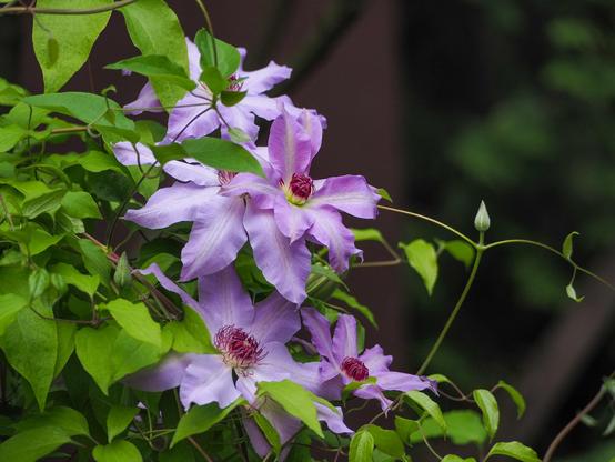 A cluster of large, light pink and white clematis flowers with bright red centre.