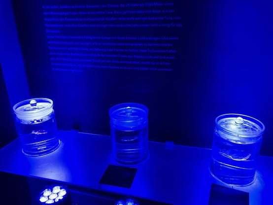 Kleine konservierte Tiefseebewohner in Ausstellungsgefäßen unter bläulichem UV Licht