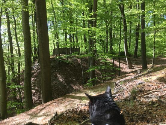 The lady considers the option of getting carried the last 30 meter to the Freudenthaldenkmal on the hill between the beech trees.