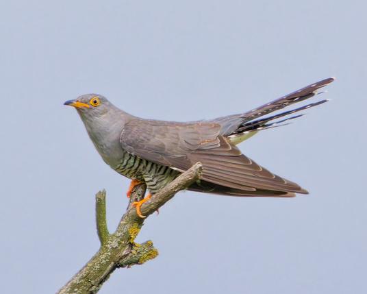 A cuckoo sits on a branch in its typical posture, its wings hanging down and its tail slightly raised.