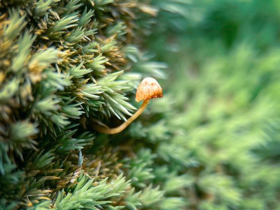 Super tiny mushroom growing from moss.