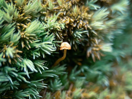 Super tiny mushroom growing from moss.