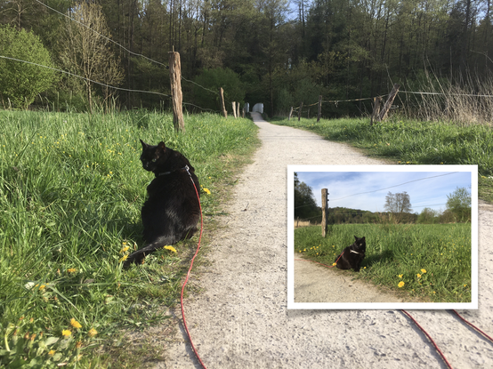 Lilli sitzt am Wegrand, im Gras. Links und rechst erstreckt sich das Böhmetal ...auf dem großen Foto liegt vor uns die Brücke über die Böhme. Auf dem kleinen Foto geht der Blick in die Richtung aus der wir gekommen sind.