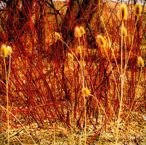 A winter photograph of the red twigs of red osier dogwood bushes interspersed with golden teasel is processed to emphasize the red and gold colors.  The teasels, springing up from the dry grasses,  are bright gold sticks topped with a bristly cone . The dogwood stems are an array of  bare vivid red twigs that appear to form a barrier against the teasel invasion.  The re are dark brown tree trunks in the background obscured by the colorful display.