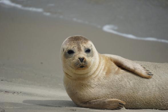 Young seal lying on its side on the beach close to the water, looking straight into the camera.