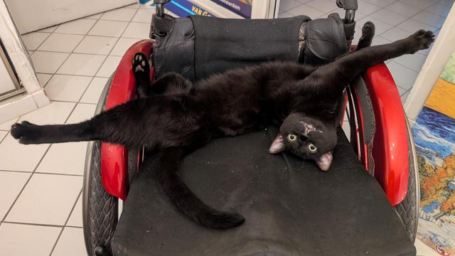 Photo d'un fauteuil roulant avec un chat allongé dessus. Une patte arrière dépasse à gauche, et une pattz avant dépasse à droite. Le chat a la tête à l'envers et regarde vers nous.