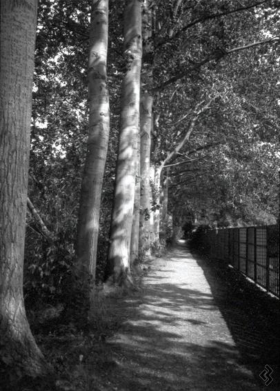 Black and white photo of a gravel path. On the left side of the path is a line of tall trees and smaller bushes, on the right side is a fence