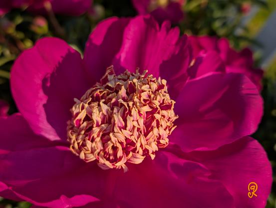 A fuchsia peony flower with yellow bright center lit by the bright morning Spring, early Summer, sun.
