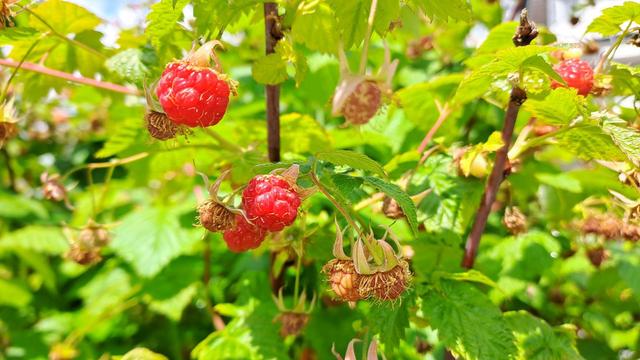 Detailansicht: Erste rote Himbeeren am Strauch.
Close-up: First red raspberries on the bush.