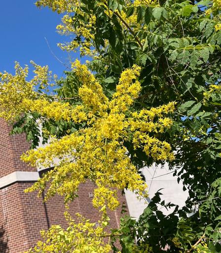 Smallish green tree with profuse panicles of canary yellow flowers. If you look close you can see little pale green paper lantern buds too.