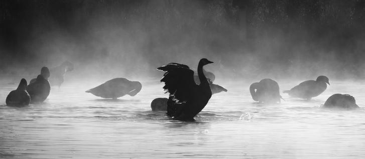 A black and white photograph of a Canada Goose, stretching it's wings at sunrise in the waters of Burnaby Lake. Early morning mist surrounds the bird, and highlights our subject, as well as the numerous other geese swimming and preening in the background.