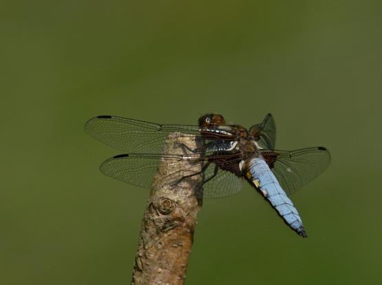 Eine Libelle mit blauem, platt gedrücktem Hinterleib. An den Flügeln 4 schwarze Male und am Flügelansatz ein dunkler Fleck.