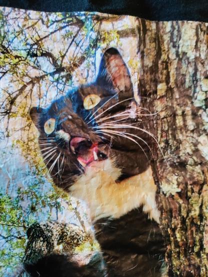 Photo image of a handsome tuxedo cat in a tree. The cat is bearing it's big kitty fangs in a threatening expression.