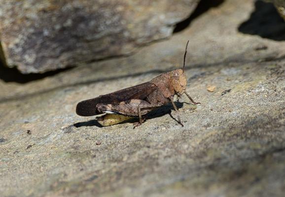Grasshopper sitting on a rock in the sun. Tan head, black and brown striped rear legs and brown wings.