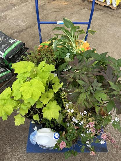 The image shows a blue hand truck loaded with various potted plants and gardening supplies. In the foreground, there is a bright green plant with large, broad leaves, possibly a Heuchera, alongside a plant with smaller, dark green leaves and pink flowers, possibly a Geranium. A white watering jug with a blue cap is placed on the blue hand truck. In the background, there are bags of soil labeled "PROS CHOOSE LESCO" and "Vermiculite," indicating a gardening or nursery setting. The plants are arranged in a way that showcases their foliage and flowers, with the blue hand truck providing a stable base for the display.

Provided by @altbot, generated privately and locally using Ovis2-8B

🌱 Energy used: 0.204 Wh