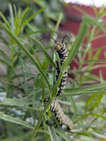 Two monarch caterpillars on a branch of milkweed.