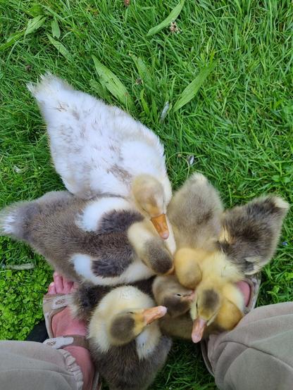 A photo of the poster's feet mostly covered with seven goslings who have piled up to sleep.