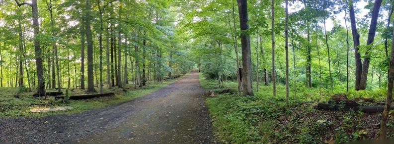 An unused road through a forest, sun filtering through green leaves
