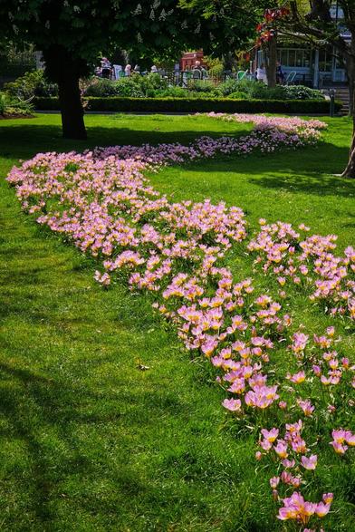 A vibrant green lawn is crisscrossed by a winding path of small, light pink and yellow flowers in full bloom. In the background, large trees cast shadows, and parts of a garden with people and benches can be seen under the shade. The scene is bright and conveys a serene, sunny spring day.