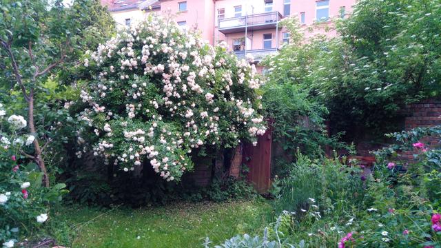 eine sehr große hellroange blühende Rose voreinem schuppenartigen Gebäude. Rechts ist eine Tür zu erkennen, im Hintergrund Gründerzeitbauten mit Balkonen