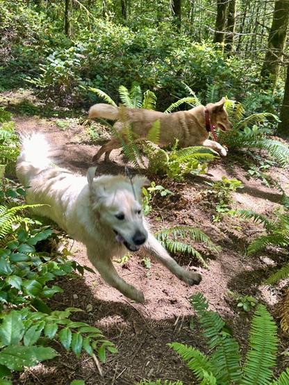 Two dogs stretch their legs out as they run powerfully through the ferns on a steep hillside.