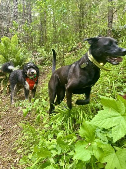 A big lanky dog races past a bemused smiling doodle on a steep hillside covered with wild greenery.