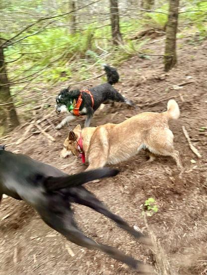 Three dogs race around at high speed up and down a dirt slope in the woods.