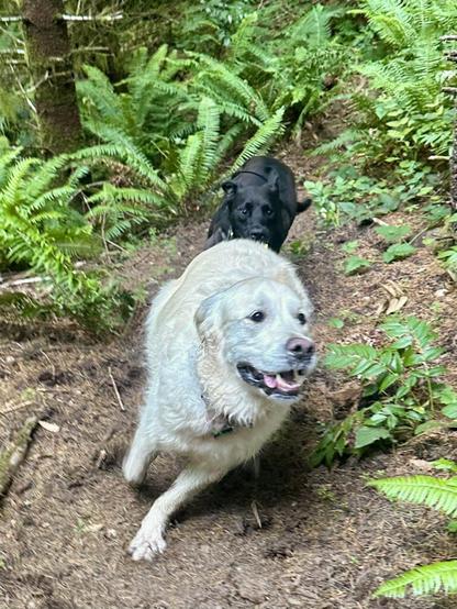 Two big dogs chase nose to tail at top speed as they thunder through the ferns on a hillside.