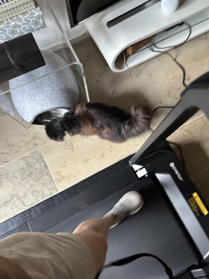 En svart katt nosar runt på golvet bredvid ett löpband där en person springer.