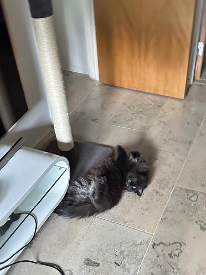 En svart katt ligger på rygg på ett stengolv och skriker.