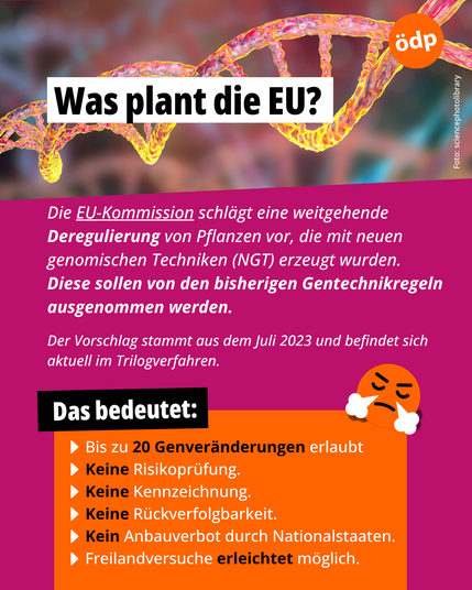 Die EU-Kommission will neue Gentechnikverfahren von zentralen Schutzregeln ausnehmen – mit weitreichenden Folgen.
Der Bildpost ist vertikal gegliedert: Oben die Überschrift, darunter ein Fließtext mit Erläuterungen, am unteren Rand folgt eine kommagetrennte Aufzählung möglicher Konsequenzen. Ein kleiner Fotobereich mit Quellenhinweis schließt das Layout unten ab.
Oben steht als Überschrift: „Was plant die EU?“
Darunter der Text: „Die EU-Kommission schlägt eine weitgehende Deregulierung von Pflanzen vor, die mit neuen genomischen Techniken (NGT) erzeugt wurden. Diese sollen künftig nicht mehr unter das geltende Gentechnikrecht fallen.“
Es folgt: „Der Vorschlag stammt aus Juli 2023 und befindet sich derzeit im Trilogverfahren.“
Im Anschluss der Satz: „Bis zu 20 Genveränderungen erlaubt, keine Risikoprüfung, keine Kennzeichnung, keine Rückverfolgbarkeit, kein Anbauverbot durch Nationalstaaten, Freilandversuche erleichtert möglich.“
Magenta Hintergrund, ÖDP-Logo rechts oben.
Foto: sciencephotolibrary.