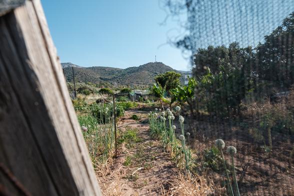 Vegetable garden with onion plants in Agkathia, Crete, viewed through a wooden fence.
