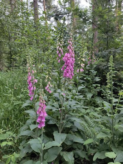 Fingerhut am Waldwegrand