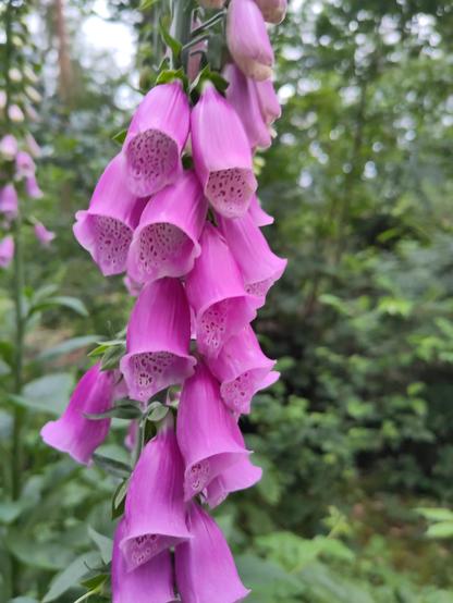 Detail von Fingerhutblüten