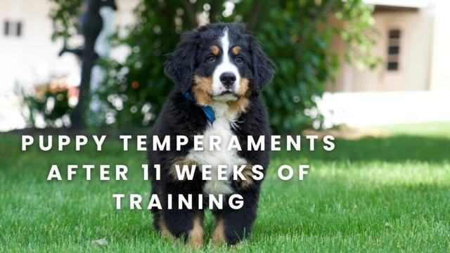 Bernese Mountain Dog Puppies Temperaments After 11 Weeks of Training | Roxi's Litter Update