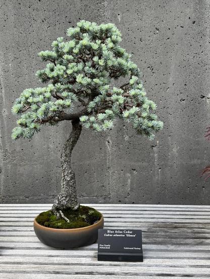 A bonsai about 2 feet tall of a Blue Atlas Cedar, one of my very favorite trees, who are generally NOT 2 feet tall.  It's in a handsome low ceramic pot, has a few exposed roots and quite a large trunk at the bottom.  The trunk is slightly kinked, and no branches or needles begin until you are more than halfway up the plant.  It has a handsome triangular shape, and I absolutely love it.