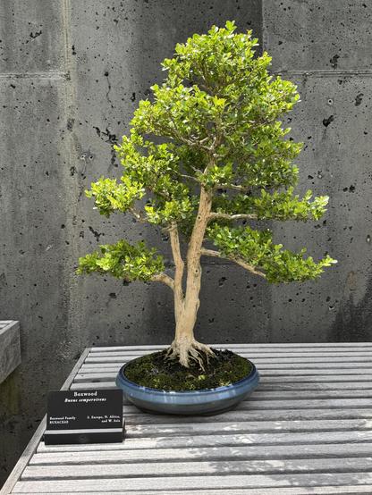 Another bonsai, this one a boxwood, and I don't recall ever seeing it before.  This is also rooted in a low pot (this one is blue) and rests on a slatted wooden platform, displayed against a large concrete wall.  Basically everything but the plant and the pot is grey.

The tree has a light brown trunk with split into 2 trunks about 6" up, and then a variety of other branches from there, each with a small assortment of the classic little rounded boxwood leaves.  Considering how slow growing boxwood is in general I couldn't even guess how old this must be.

It looks like a tree, which is very strange being made out of a shrub.  Glad to have seen this one!