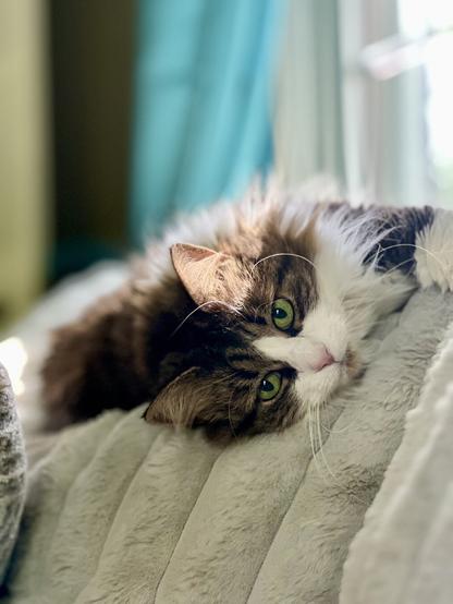 A brindle and white cat with striking green eyes is lounging on a soft, gray couch cushion. The cat is resting its head on the cushion, appearing relaxed and content, with a bright, blurred background of teal curtains.