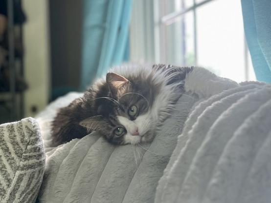 A fluffy cat resting on a soft gray couch cushion. The cat has green eyes and a white and brown coat, with its head resting comfortably on the cushion. Sunlight streams in from a nearby window, illuminating the scene.