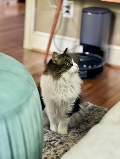 A fluffy brindle and white cat sits on a plush rug, gazing curiously toward the window. Soft furnishings and a robovac are visible in the background. The setting features warm wooden flooring and a cozy atmosphere.