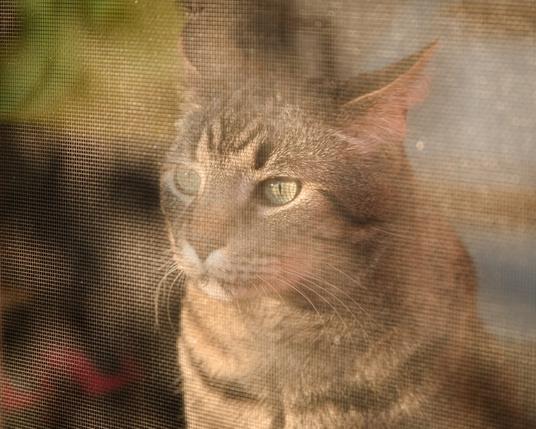 Cat gazes calmly through window screen