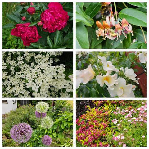 Top left: dark red flowers of a Paeonia, not sure about the variety.
Top right: yellow-orange trumpets of Honeysuckle, Lonicera henrii.
Middle left: the many flowers of Cornus kousa, the shrub glowes white with nearly no green to see.
Middle right: large white single flowers of the Moschata rose 'Sally Holmes'.
Bottom left: large globes of purple and white Allium. 
Bottom right: red flowers over yellow leaves of Weigela rubidor and large clusters of pale pink single flowers of the Moschata rose 'Ballerina'.