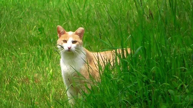 Light yellow kitty with white vest and splotches. Partially hidden by tall grass and staring at the photographer.