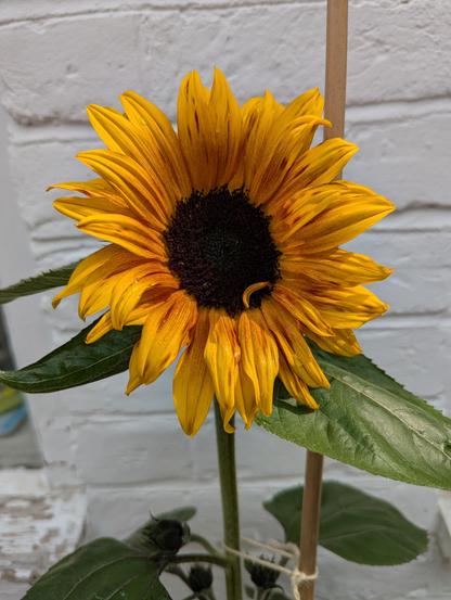 A close-up of a small sunflower. Its orange petals are a darker orange-brown towards the centre. The background is a white-washed wall.
