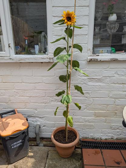 A rather spindly-looking sunflower in a pot up against a white-washed kitchen wall. One flower is open (previous photo) and several buds are forming below. It's about 5ft tall (including pot), I guess 🌻
