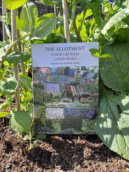 Picture of book 'The Allotment', placed against bean poles and growing vegetables in a community Allotment.