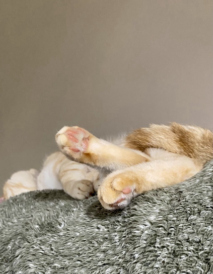 Finn, our ginger cat is zonked out on his favourite blanket on the back of the couch. His feet are closest to the camera, displaying pink toe beans.