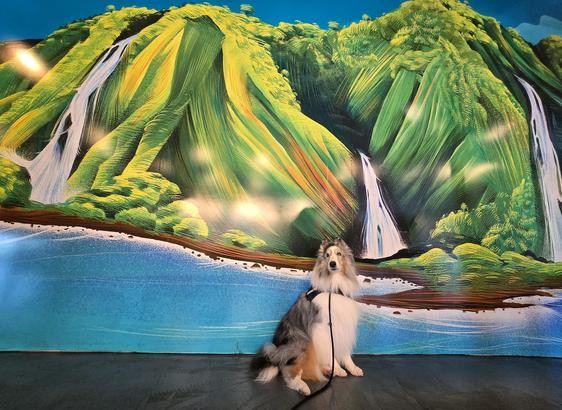 A dog sits in front of a mural.